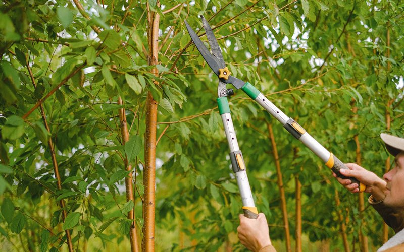 Tree trimming in Norwalk, CA